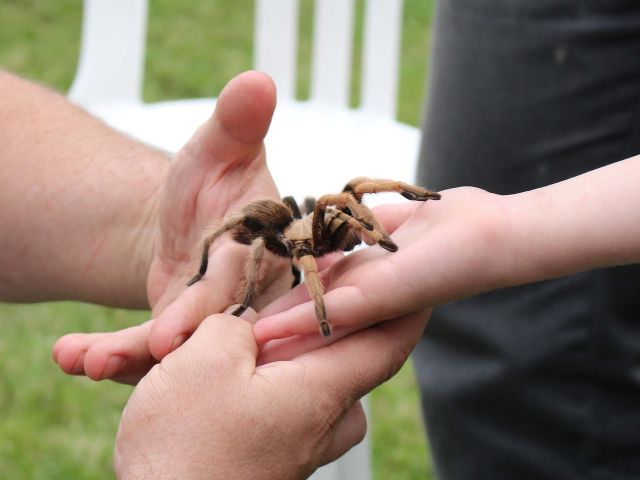 College over Tarantula's (6-15 jr.)