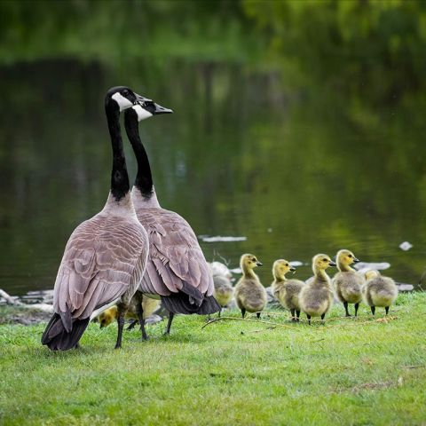 Bij ons in de familie