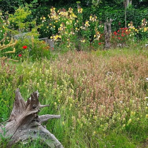 Aan tafel met... Cees Baart die vertelt over zijn heemtuin