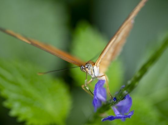 Workshop 'Macrofotografie' door VOFMB