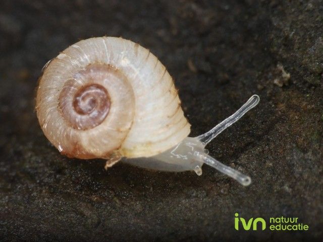 IVN Lezing over Slakken