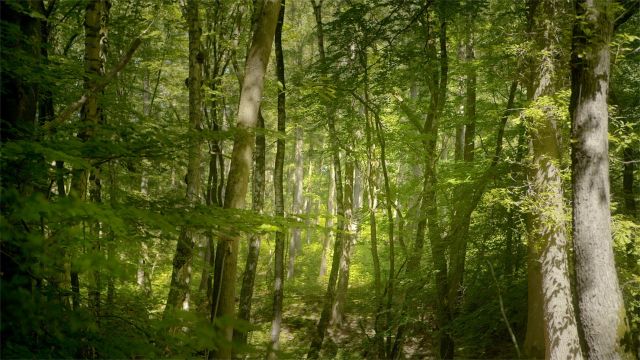 Filmvertoning: 'Eeuwige Bossen'