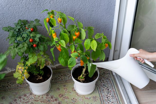 Groentes op je balkon