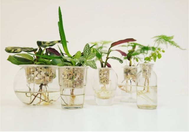Workshop: Hydrocultuur