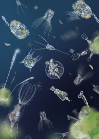 Workshop: micro-organismen bekijken (8+)