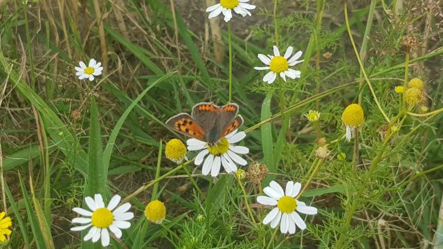 Groen Café: Lezing en wandeling 'verander je kijk op onkruid'