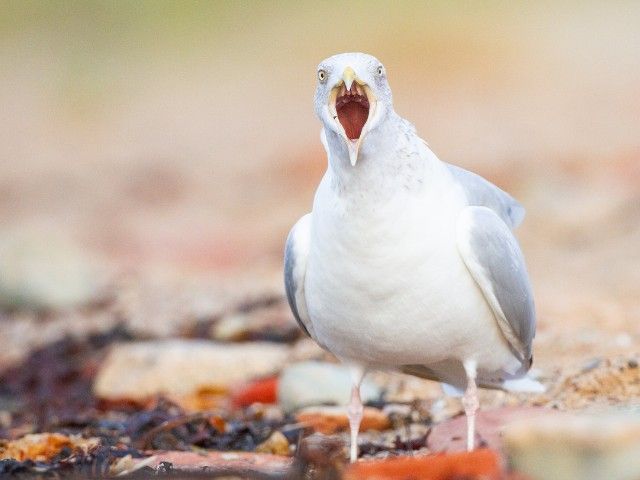 Workshop kustvogels fotograferen