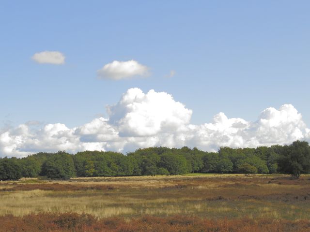 Themacafé: Flora en fauna van de Tafelbergheide