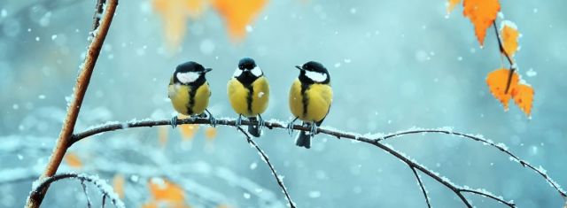 Vogels in de winter