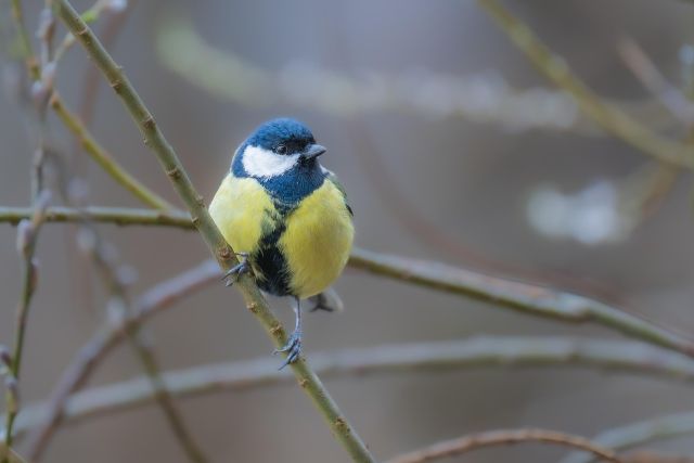Lezing: een vogelvriendelijke tuin - door Betty Kooistra