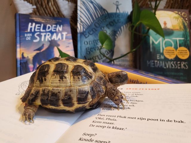 Oka de voorleesschildpad