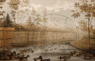 Lezing Eendenkooien in de omgeving van Bergambacht