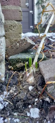 Workshop: Guerilla Gardening