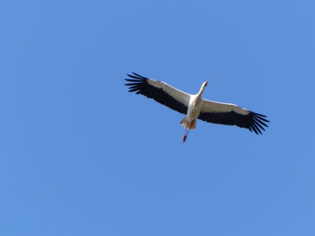 Themacafé: De ooievaar, het ware verhaal achter deze grote en opvallende vogel