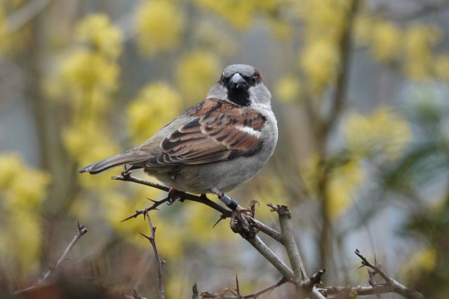 Lezing: het bijzondere leven van de huismus