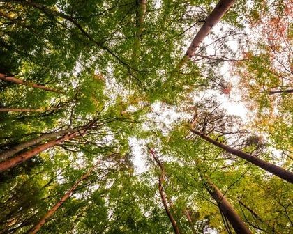 Bomen in het voorjaar