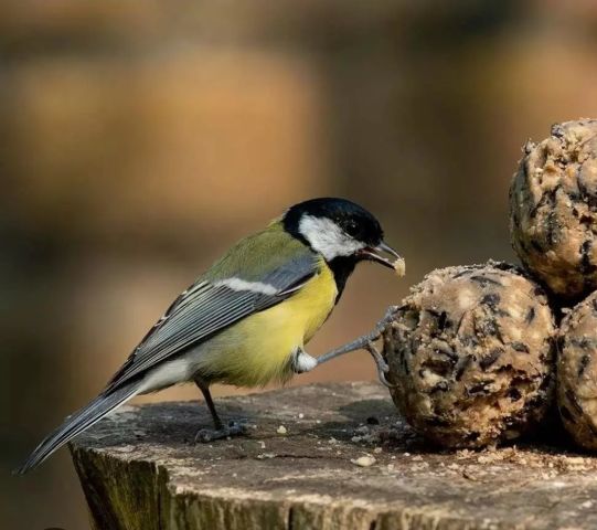 Help vogels de winter door (6-12 jr)