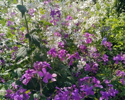 Ecologisch tuinieren – klein beginnen, groot effect - IVN