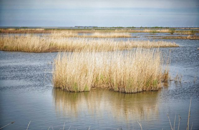 Themacafé: Marker Wadden
