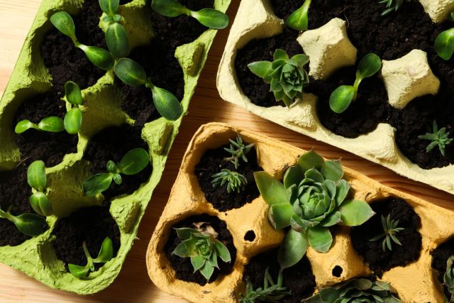 Workshop: Aan de slag met stekjes (6-10 jaar)