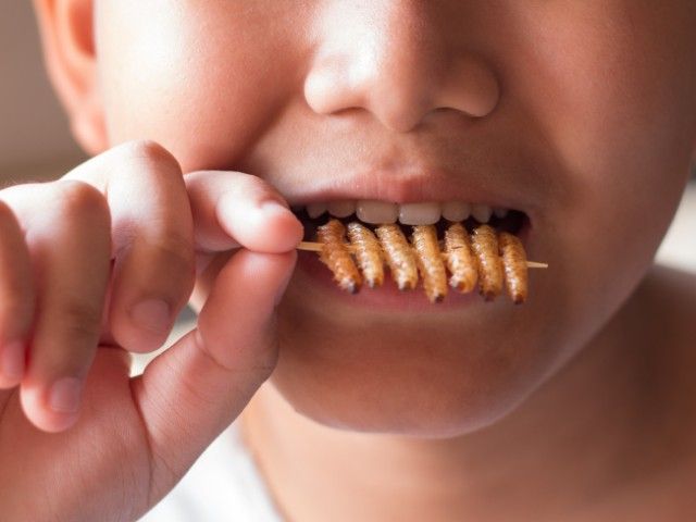 Waanzinnig! Insecten eten! (6+ en ouders)