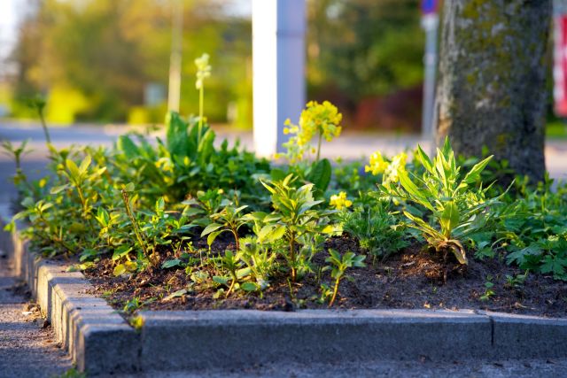 Workshop: Guerilla Gardening