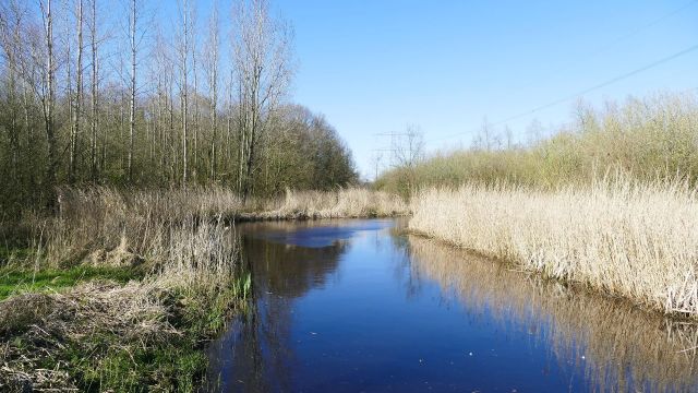 Plantenwandeling Natuurgebied Starkriet