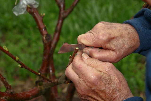 Proeftuin Praktijk: Fruitboom enten