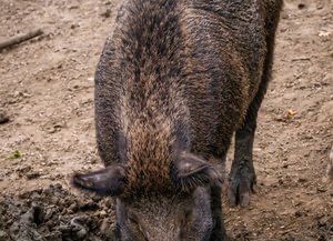 Natuurlezing: Dierensporen