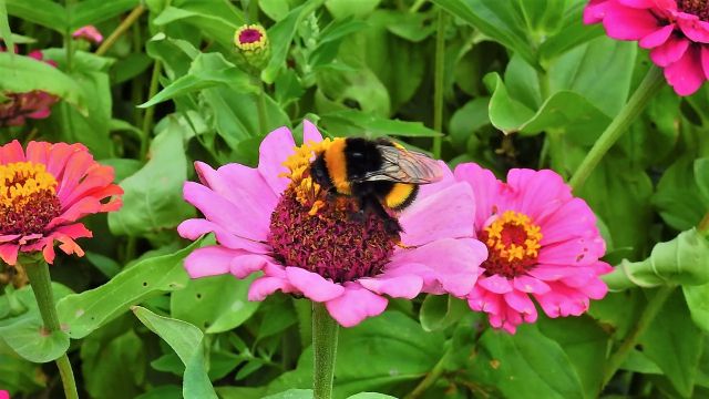Plantenwandeling Buurttuin de Heise Plak