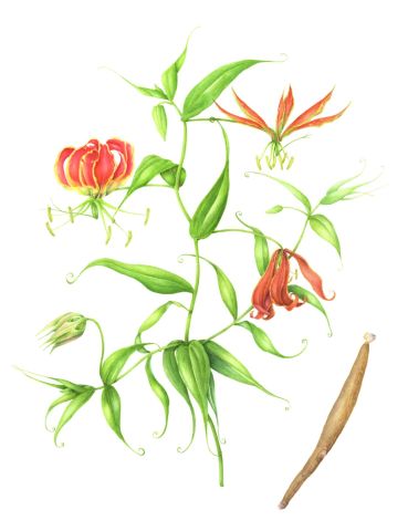 Cursus Botanisch Tekenen