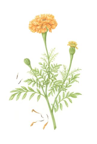 Cursus Botanisch Tekenen 2.jpg