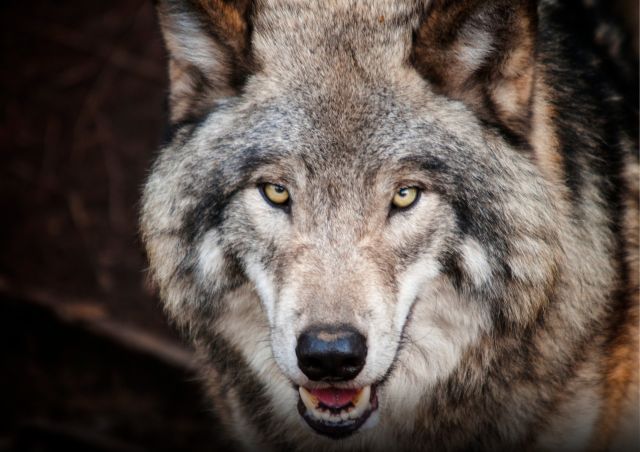 Waanzinnige Wolven?! (7-13jr.)