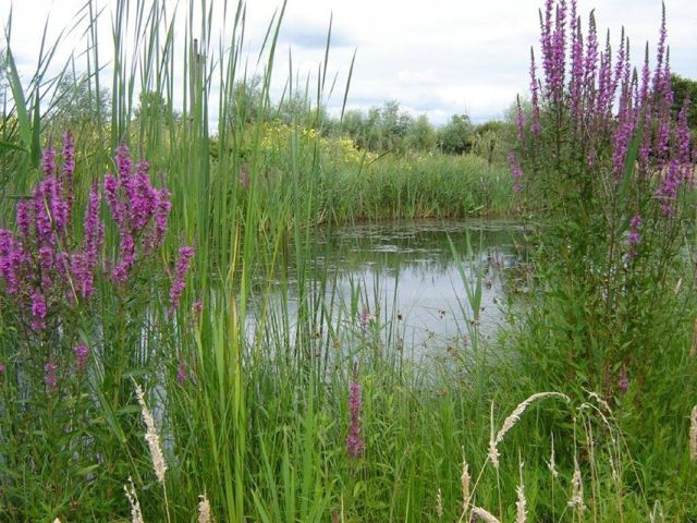 Lezing: De natuurtuin