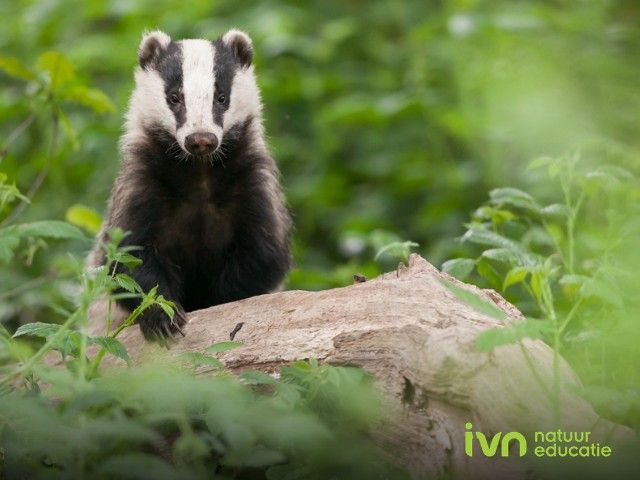 IVN Lezing over de Das