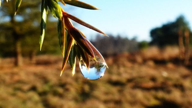 Natuuravond: Met dankbare ogen de natuur zien