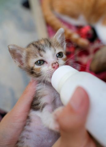 Wat wil jij later worden? - Kindercollege Beroepen 10-06-2026 14:00