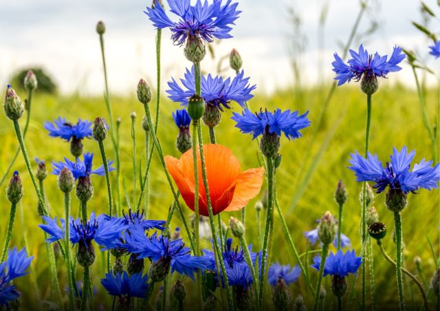 De schaalsprong: Biodiversiteit