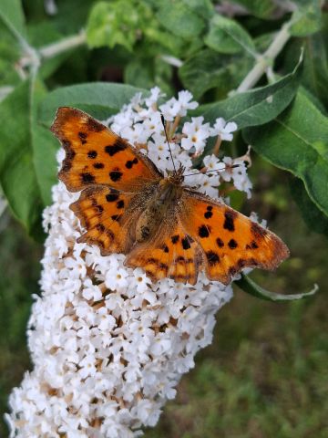 Bieb Café Akkrum-Nes 10-04-2026 10:15