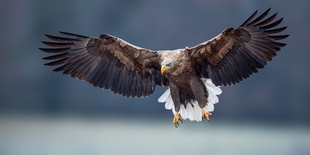 Ontmoet de Vliegende Deur: de zeearend!