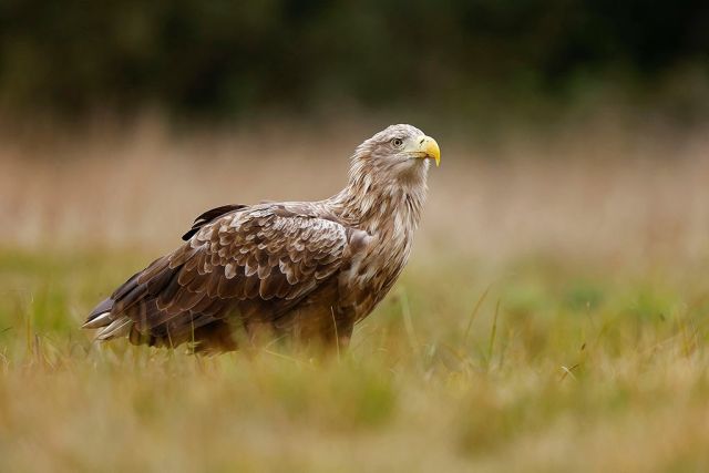 Café van Toen en Nu - Vogellezing