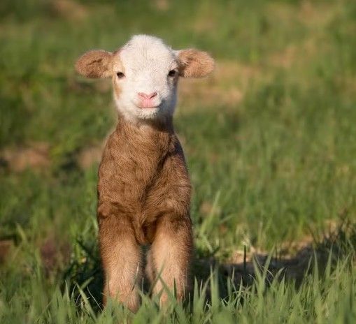 Lentespeurtocht: Babydieren gezocht in de Bibliotheek Hilversum