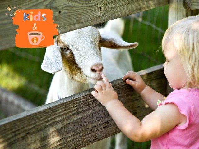 kidskoffie-kinderboerderij