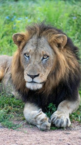 Workshop: Zo sterk als de Superleeuw