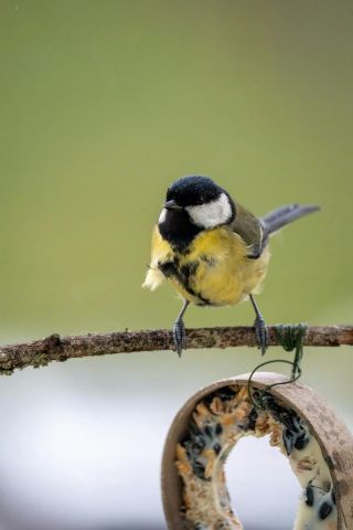 Themacafé: Meer leven in je tuin