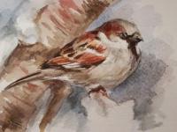 Aquarelleren voor beginners Opshop.png