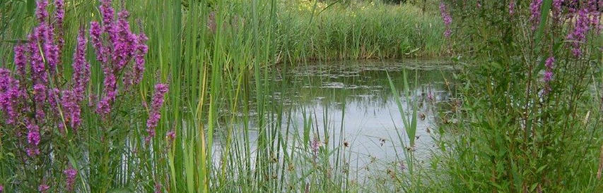 Lezing: De natuurtuin