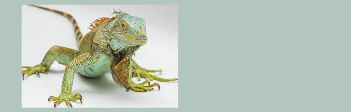 Kindercollege Carnivora