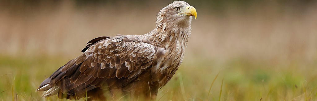Café van Toen en Nu - Vogellezing