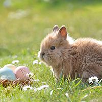 Themacollectie: 5x Lente / Pasen (groep 1-2)